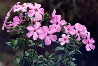 Phlox amoena 'Rosea'